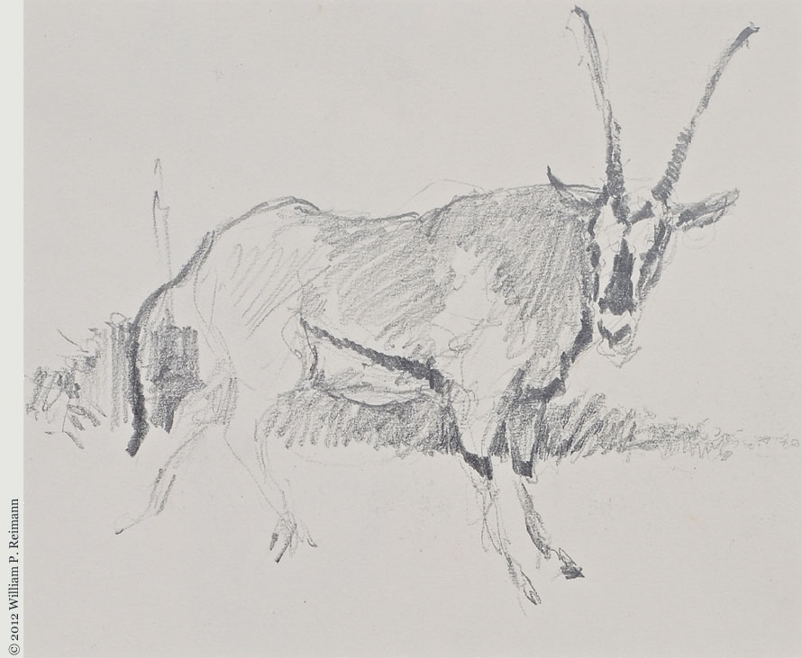 WPReimann Antelope Drawing