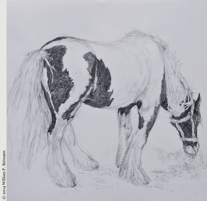 Irish Mid-Weight Draft Horse, Drawing ©2015 by William P. Reimann